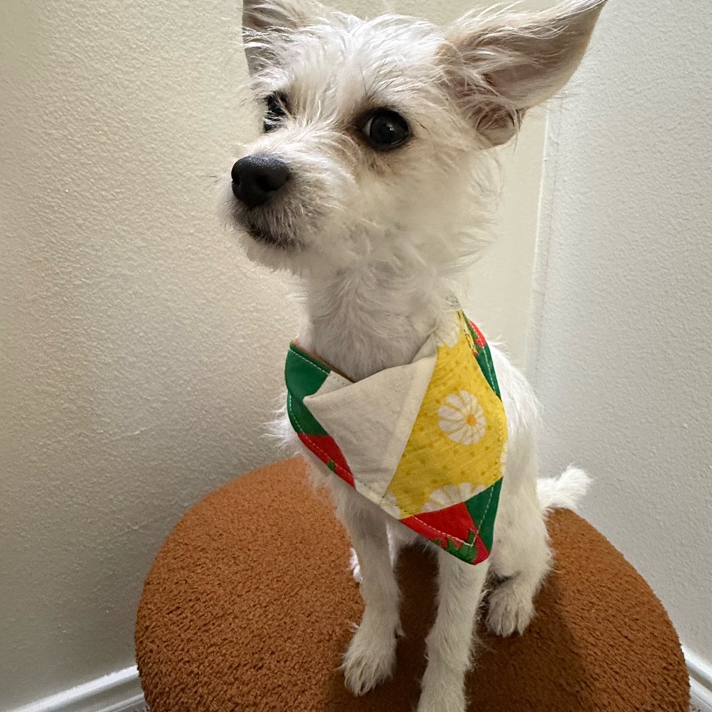 Colorful Dog Bandana